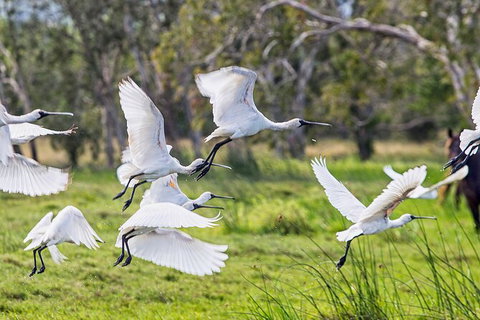 Reef, Wildlife & Rainforest - Reef & Beyond Guided Holidays - Accommodation NSW 1