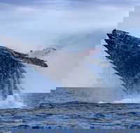 Whale Watching