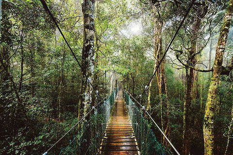 O\'Reilly\'s & Lamington National Park From Gold Coast - Accommodation NSW 0