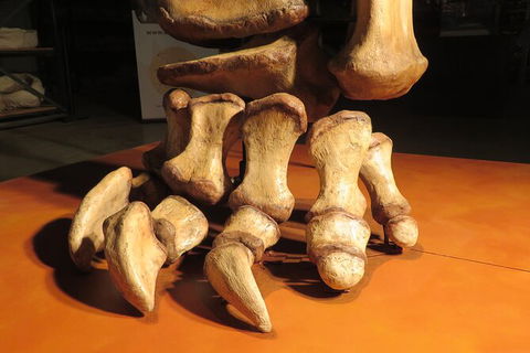 Australian Dinosaur Giants Tour - Accommodation NSW 3