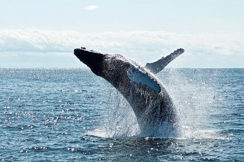 PRIVATE Whale Watching Tour - Up To 11 People In Your Group - Accommodation NSW 0
