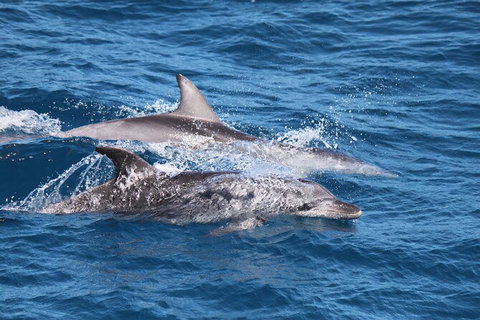 Sandy Straits Scenic & Wildlife Cruise - Accommodation NSW 1