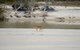 Sandy Straits Scenic & Wildlife Cruise - thumb 10