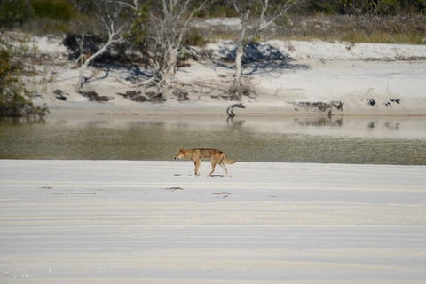 Sandy Straits Scenic & Wildlife Cruise - Accommodation NSW 10