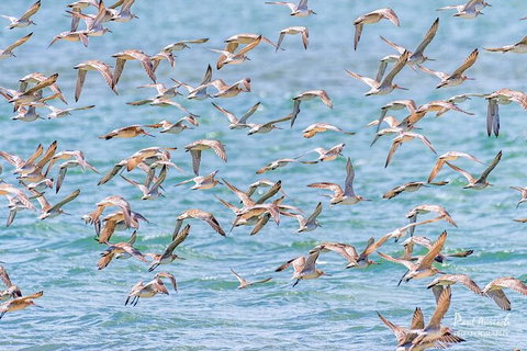 Sandy Straits Scenic & Wildlife Cruise - Accommodation NSW 4