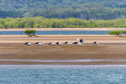 Sandy Straits Scenic & Wildlife Cruise - Accommodation NSW 3