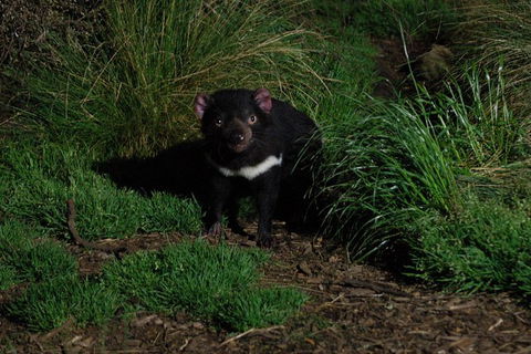 After Dark Tasmanian Devil Feeding Tour At Cradle Mountain - Accommodation NSW 1