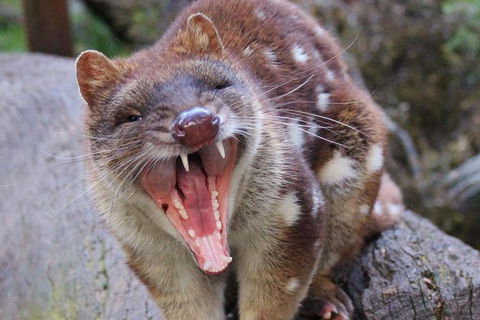 After Dark Tasmanian Devil Feeding Tour At Cradle Mountain - Accommodation NSW 4