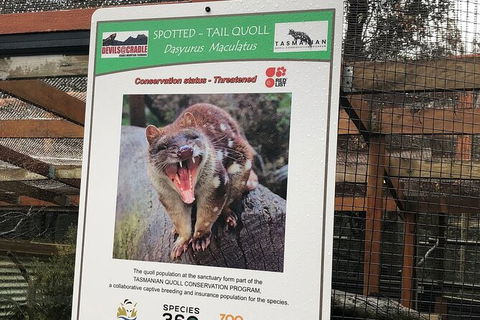 After Dark Tasmanian Devil Feeding Tour At Cradle Mountain - Accommodation NSW 2