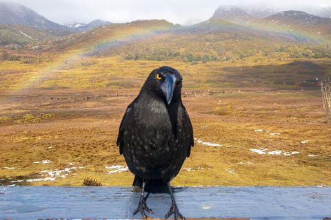 Cradle Mountain Park Explorer - Accommodation NSW 5