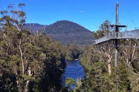 Tahune Airwalk Active Day Trip From Hobart Including Hastings Caves - Accommodation NSW 6