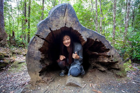 Tahune Airwalk Active Day Trip From Hobart Including Hastings Caves - Accommodation NSW 5