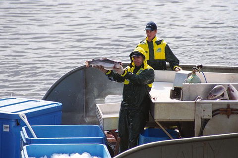 Afternoon Gordon River Dinner Cruise - Departing 3pm - Accommodation NSW 3