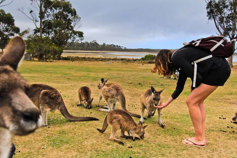 4-Day Fabulous Tasmania Tour: Wineglass Bay, Port Arthur, Devils & Bruny Island - Accommodation NSW 5