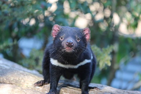 1-Hour Tasmanian Devil Feeding Day Tour At Cradle Mountain - Accommodation NSW 5
