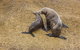 Wilsons Promontory Wilderness Cruise From Tidal River - thumb 6