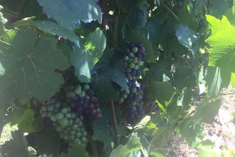 Yarra Valley Wine Tasting Tour - Accommodation NSW 4