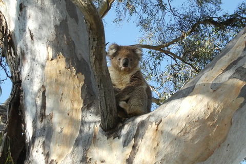 Tahbilk Winery And Wetlands Tour With Local Wine Ambassador Including Lunch, Wine Tasting And A Wine Making Class - Accommodation NSW 1
