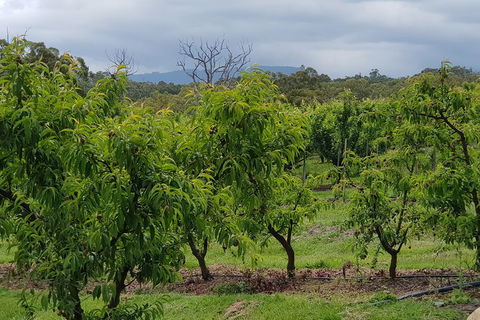 Yarra Valley Wineries And Rayners Orchard Tour From Melbourne - Accommodation NSW 16