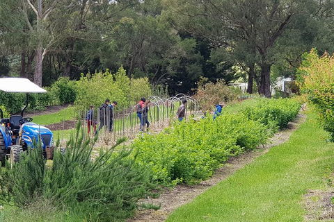 Yarra Valley Wineries And Rayners Orchard Tour From Melbourne - Accommodation NSW 3