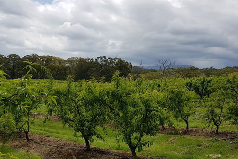 Yarra Valley Wineries And Rayners Orchard Tour From Melbourne - Accommodation NSW 18