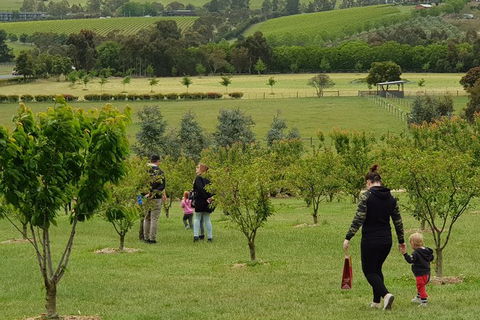 Day Tour Of Yarra Valley Puffing Billy And Rayners Orchard - Accommodation NSW 36