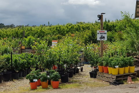Day Tour Of Yarra Valley Puffing Billy And Rayners Orchard - Accommodation NSW 46