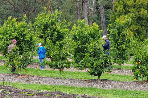 Day Tour Of Yarra Valley Puffing Billy And Rayners Orchard - Accommodation NSW 1