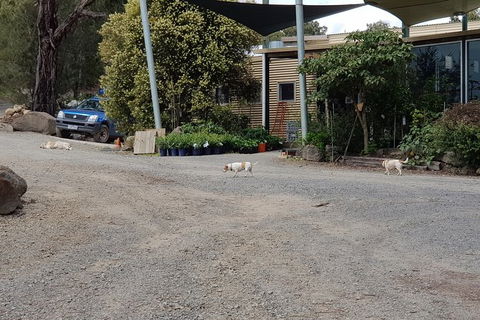 Day Tour Of Yarra Valley Puffing Billy And Rayners Orchard - Accommodation NSW 26