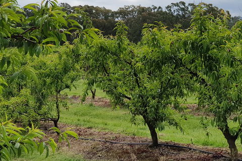 Day Tour Of Yarra Valley Puffing Billy And Rayners Orchard - Accommodation NSW 49