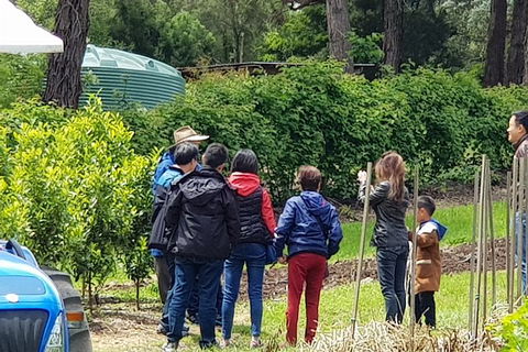 Day Tour Of Yarra Valley Puffing Billy And Rayners Orchard - Accommodation NSW 16