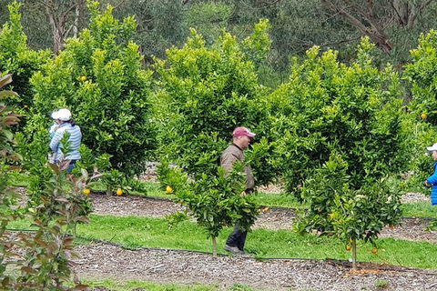 Day Tour Of Yarra Valley Puffing Billy And Rayners Orchard - Accommodation NSW 34