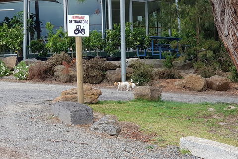 Day Tour Of Yarra Valley Puffing Billy And Rayners Orchard - Accommodation NSW 2