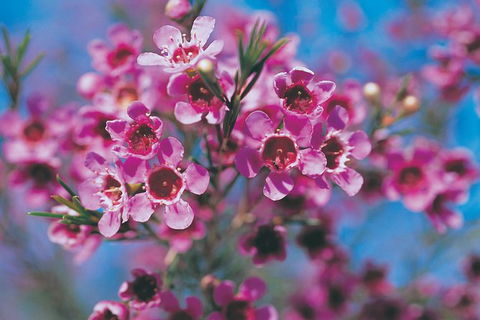 Best Of Perth Wildflower Season Day Trip - Accommodation NSW 5