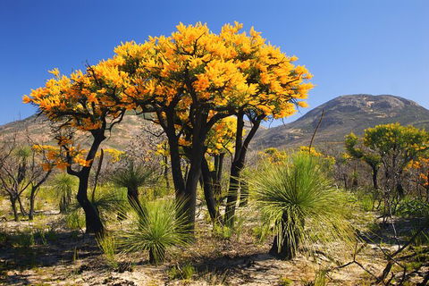 Best Of Perth Wildflower Season Day Trip - Accommodation NSW 1