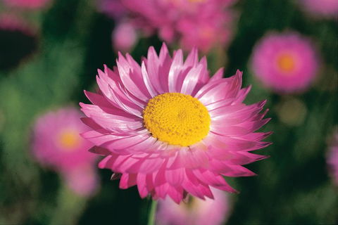 Best Of Perth Wildflower Season Day Trip - Accommodation NSW 2