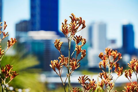 Best Of Perth Wildflower Season Day Trip - Accommodation NSW 4