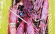 Rottnest Island Wild Seafood Package With Round Trip Ferry From Perth - thumb 9