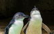 Perth\'s Coastal Playground And Wildlife Tour - thumb 6