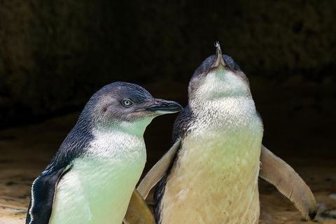 Perth\'s Coastal Playground And Wildlife Tour - Accommodation NSW 6