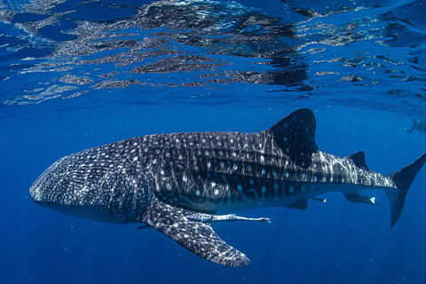 Full-Day Whale Sharks Swimming Experience On Ningaloo Reef - Accommodation NSW 10