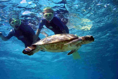 Full-Day Whale Sharks Swimming Experience On Ningaloo Reef - Accommodation NSW 7