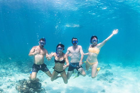 Full-Day Whale Sharks Swimming Experience On Ningaloo Reef - Accommodation NSW 5