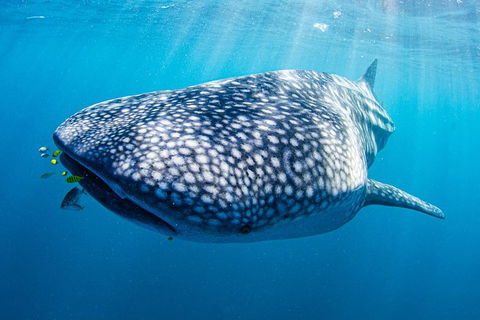 Full-Day Whale Sharks Swimming Experience On Ningaloo Reef - Accommodation NSW 9