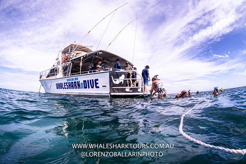 Full-Day Whale Sharks Swimming Experience On Ningaloo Reef - Accommodation NSW 13
