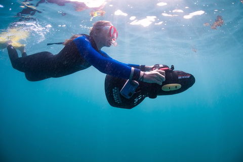 Full-Day Whale Sharks Swimming Experience On Ningaloo Reef - Accommodation NSW 4
