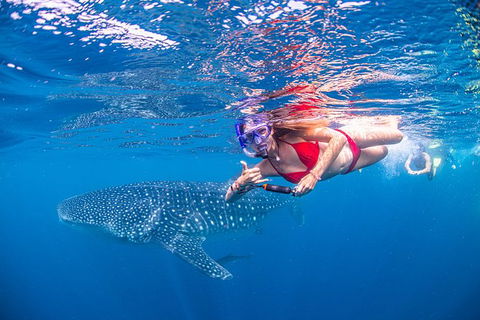 Full-Day Whale Sharks Swimming Experience On Ningaloo Reef - Accommodation NSW 0