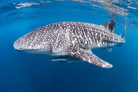 Full-Day Whale Sharks Swimming Experience On Ningaloo Reef - Accommodation NSW 14