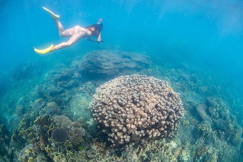 Full-Day Whale Sharks Swimming Experience On Ningaloo Reef - Accommodation NSW 6