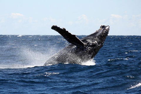 Full-Day Whale Sharks Swimming Experience On Ningaloo Reef - Accommodation NSW 8